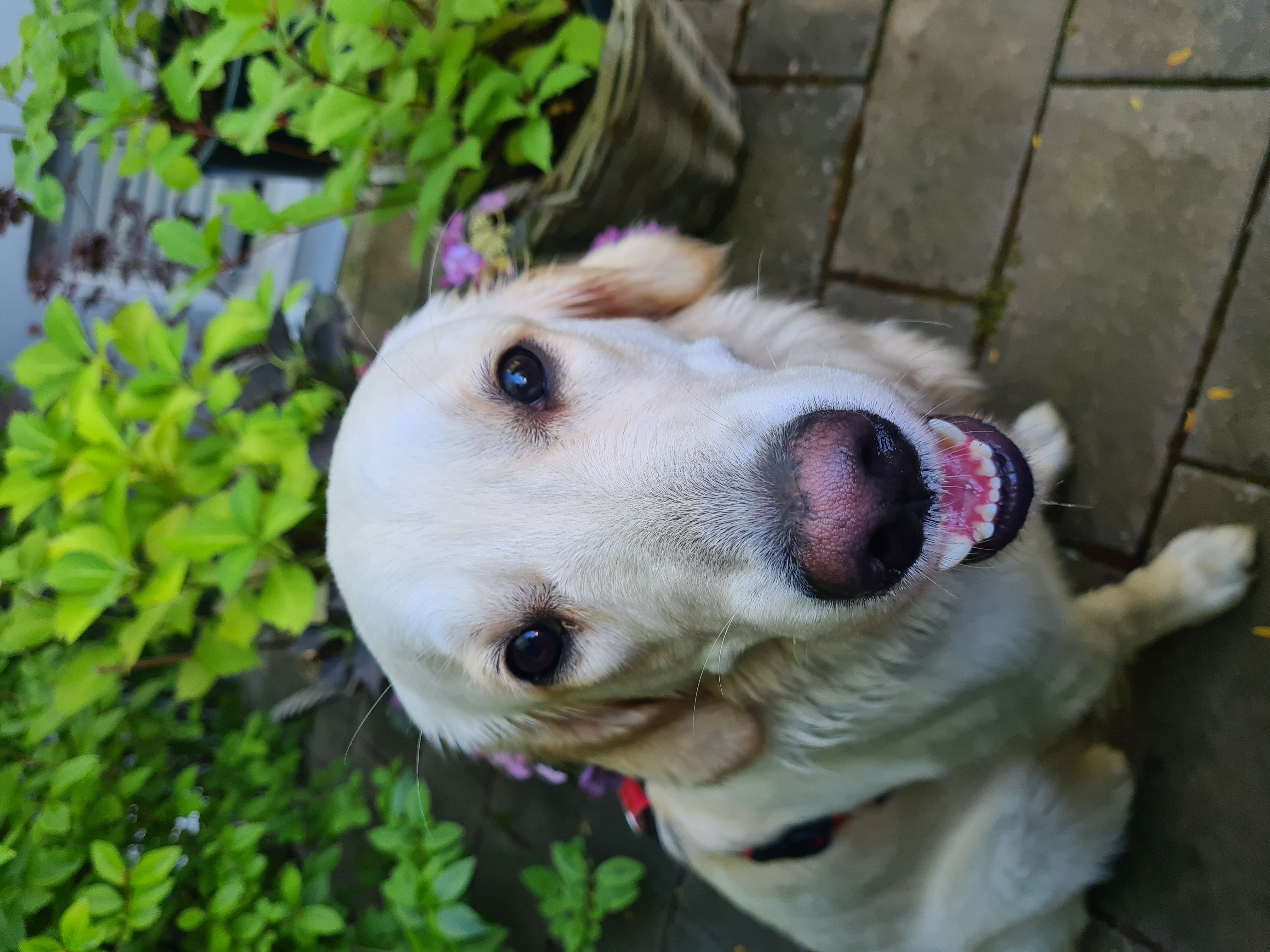 Golden Retriever Mila